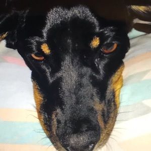 Meet your Posher, Steven